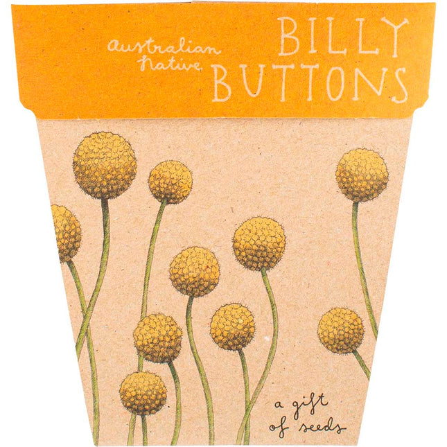 SOW N SOW Gift of Seeds Billy Buttons | Garden Gift