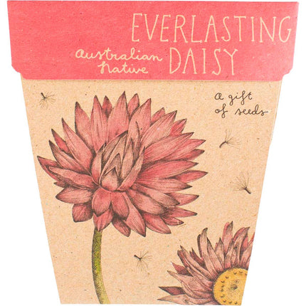 Sow 'n Sow - Gift of Seeds Everlasting Daisy